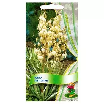 Юкка нитчатая Поиск