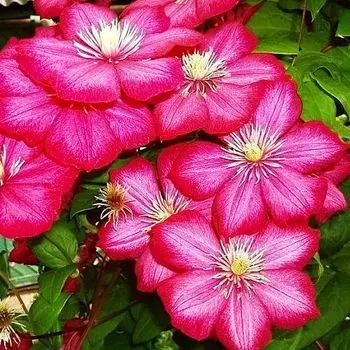 Клематис Виль де Лион