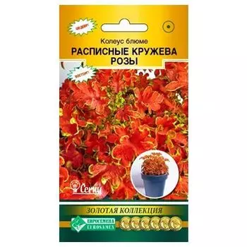 Колеус Блюме Расписные кружева Розы Евросемена