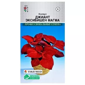 Колеус Джиант Эксибишн Магма Евросемена