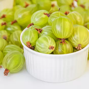 Крыжовник десертный Наш сахарный