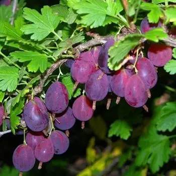 Крыжовник неприхотливый Грушенька