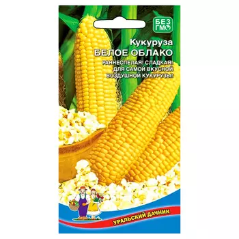 Кукуруза Белое облако Уральский дачник