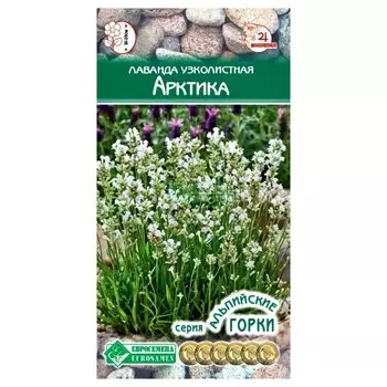 Лаванда узколистная Арктика Евросемена