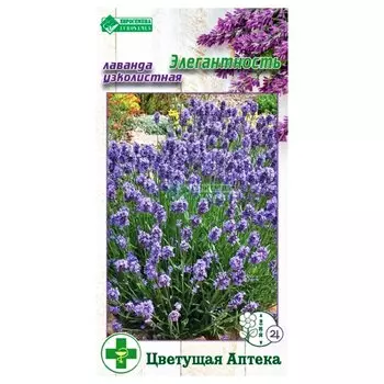 Лаванда узколистная Элегантность Евросемена