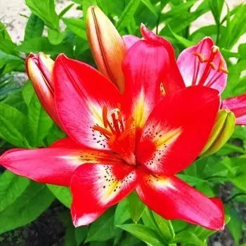 Лилия азиатская Арсенал