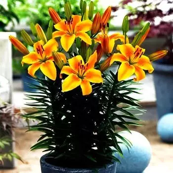 Лилия азиатская горшечная Голден Джой