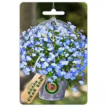 Лобелия кустовая Долли Скай Блю Биотехника