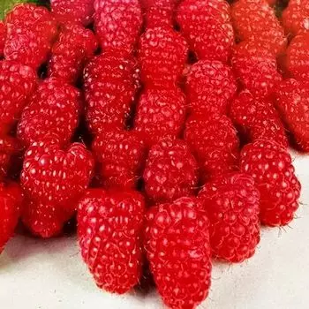 Малина крупноплодная Гусар