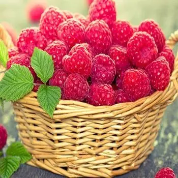 Малина крупноплодная Лячка