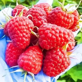 Малина крупноплодная малошипная Сенатор