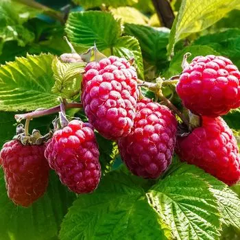 Малина ремонтантная Бриллиантовая