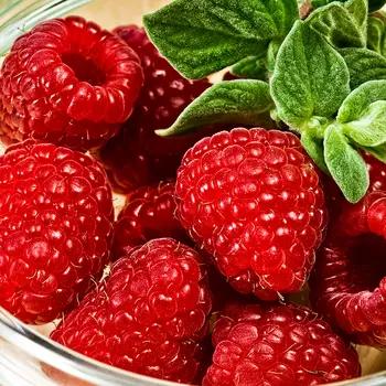 Малина ремонтантная для Сибири Аврора