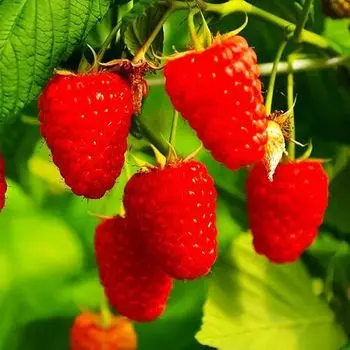 Малина ремонтантная Энросадира