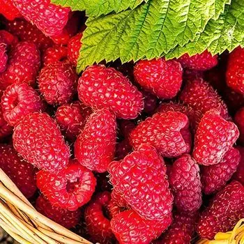 Малина ремонтантная Шапка Мономаха