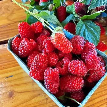 Малина ремонтантная (сверхранняя) Сластиха