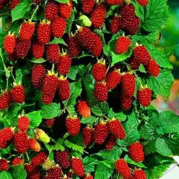 Малиновое дерево Сказка