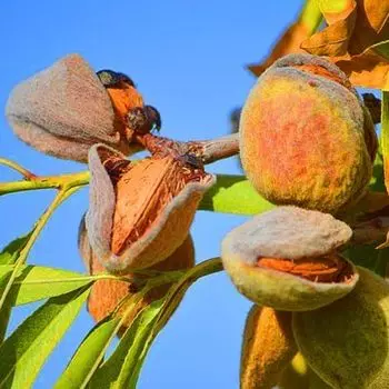 Миндаль сладкий Амаретто