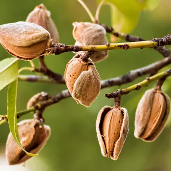 Миндаль с крупным ядром Бумажный