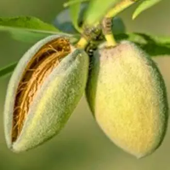 Миндаль Виктория