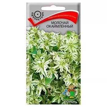 Молочай окаймленный Поиск