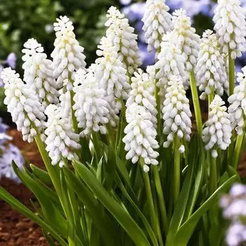 Мускари Венус