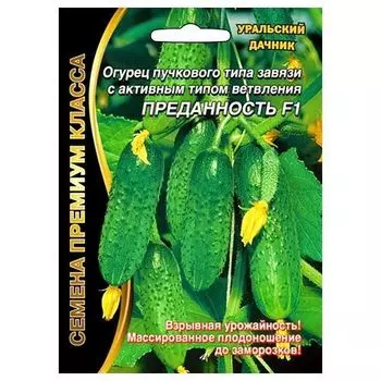 Огурец суперпучкового типа Преданность F1 Уральский дачник