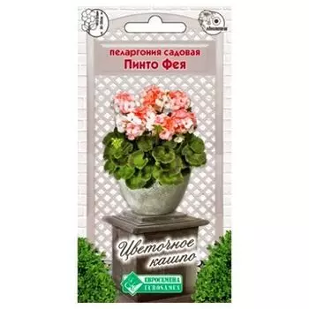 Пеларгония (герань) садовая Пинто фея Евросемена