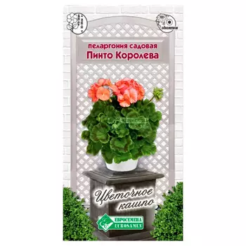 Пеларгония (герань) садовая Пинто Королева Евросемена