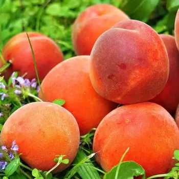 Персик для средней полосы Фиделия
