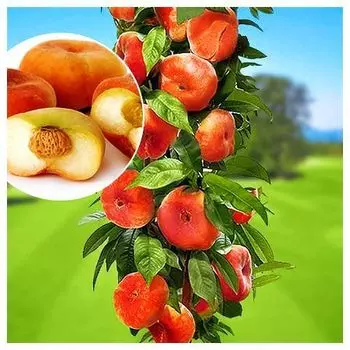 Персик колоновидный Инжирный
