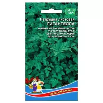 Петрушка листовая Гигантелла Уральский дачник