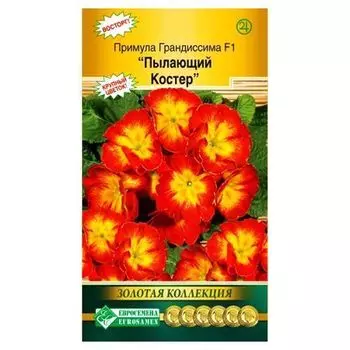Примула Грандиссима F1 Пылающий костер Евросемена