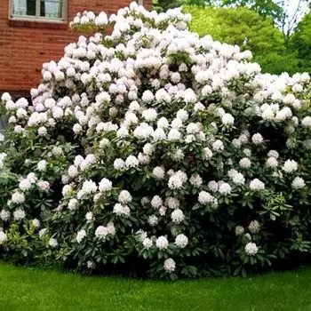 Рододендрон гибридный Каннингемс Уайт