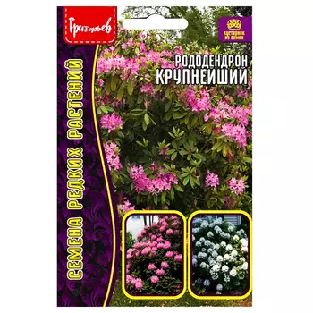 Рододендрон крупнейший Редкие семена