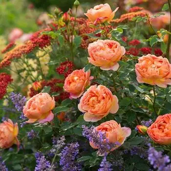 Роза английская Леди оф Шалот