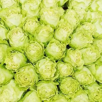 Роза чайно-гибридная Лимонад