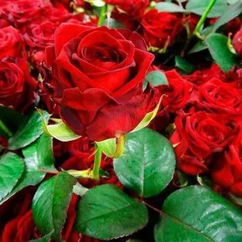 Роза чайно-гибридная Ред Наоми