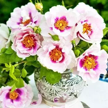 Роза флорибунда Айз фо Ю