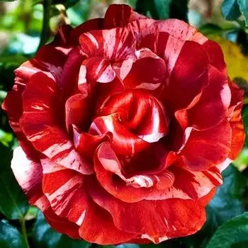 Роза плетистая Брауни