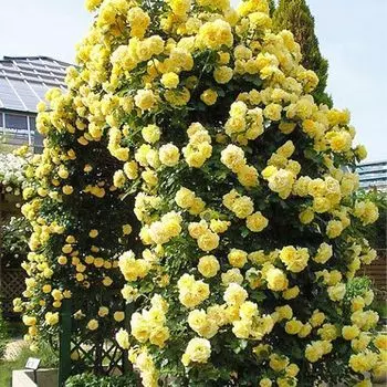 Роза плетистая Голден Ковер