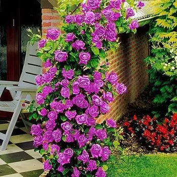 Роза плетистая Индиголетта