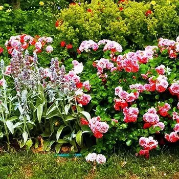 Роза почвопокровная Четыре сезона