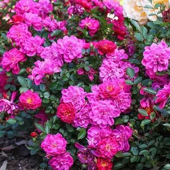 Роза почвопокровная Перпл Рейн