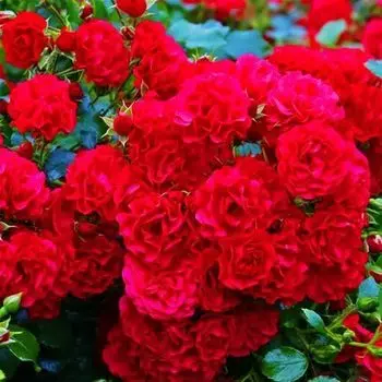 Роза почвопокровная невыгорающая Тоскана