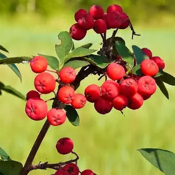 Рябинокизильник Позднякова