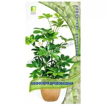 Шеффлера древовидная Поиск