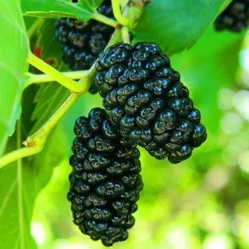 Шелковица Черный принц