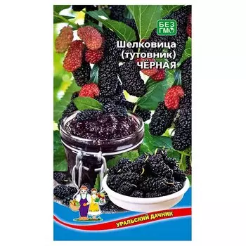 Шелковица (тутовник) Черная Уральский дачник