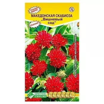 Скабиоза Вишневый сад Евросемена